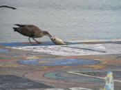 Bird Eating Fish