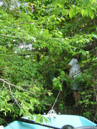 justin picking oranges