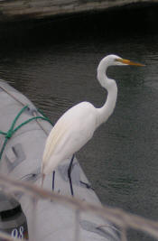 Great Egret on our dingy