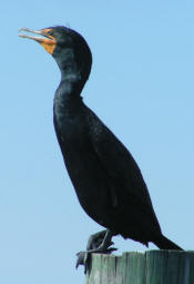 Black Cormorant