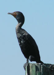 Another Cormorant (grey) female?